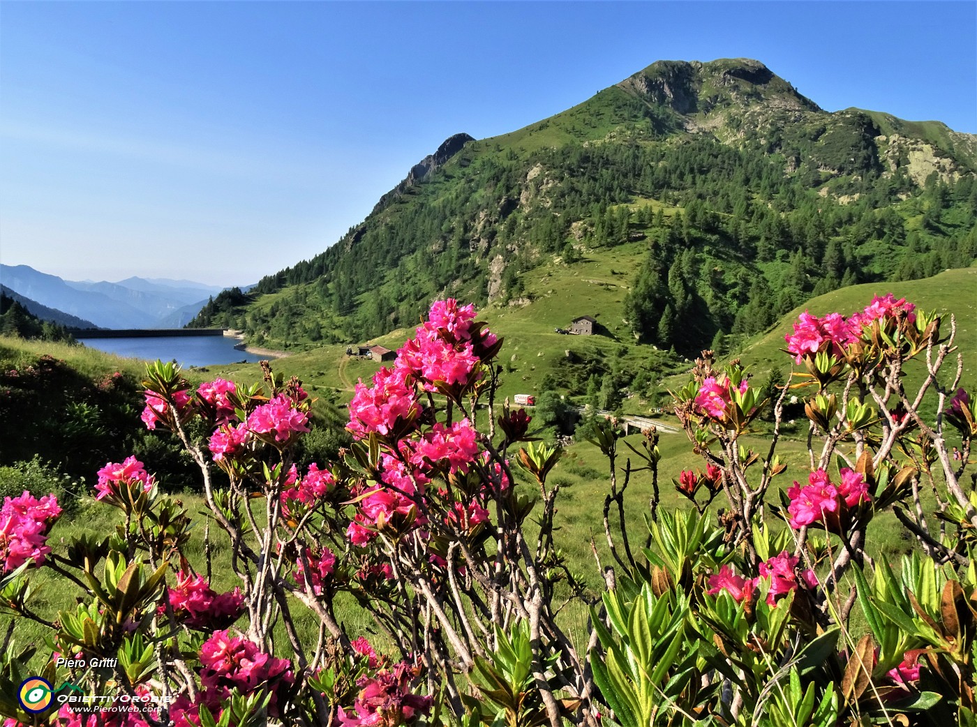 14 Rhododendron ferrugineum (Rododendro rosso) con Lago di Valmora e Monte Mincucco.JPG